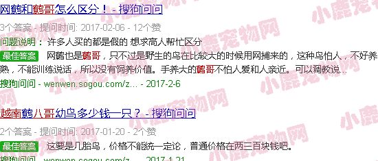 越南鹩哥报价