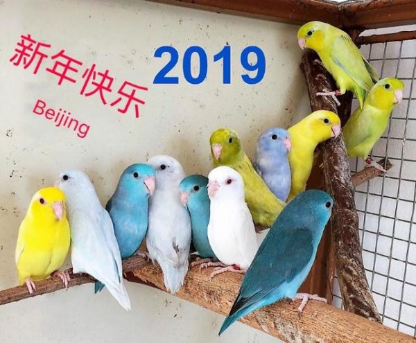 给你300元买鹦鹉,你能买几种?教你300元如何买中大型鹦鹉