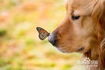 如何健康饲养老年金毛狗狗