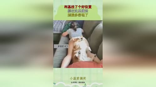 柯基找了个好位置，躺在这里睡觉，别提多舒坦了！