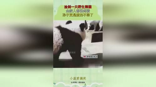 捡到一只野生熊猫，全家人都很疼爱，孙子更是爱的不得了！