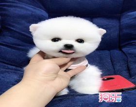 博美