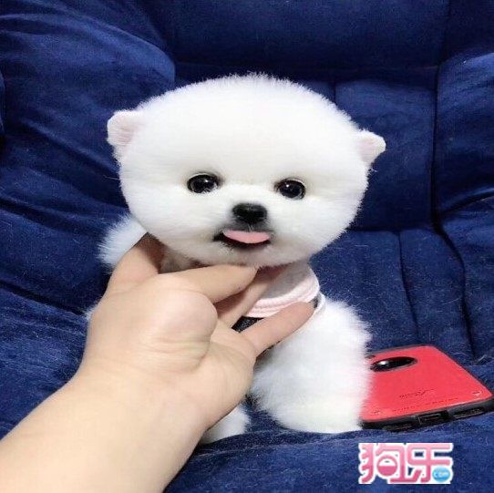 博美