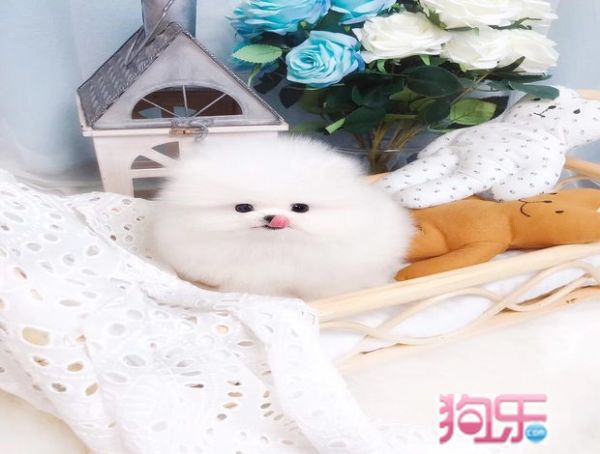 博美