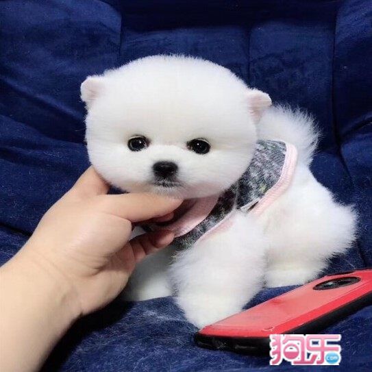 博美
