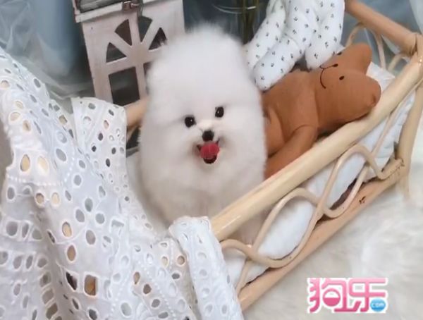 博美