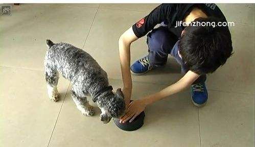 怎样在家给宠物狗洗澡