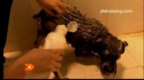 怎样在家给宠物狗洗澡