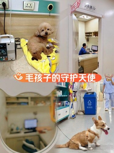 毛孩子也有天使在守护 | 天照爱宠