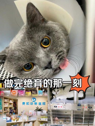 猫猫绝育 | 选择赛那动物医院超放心