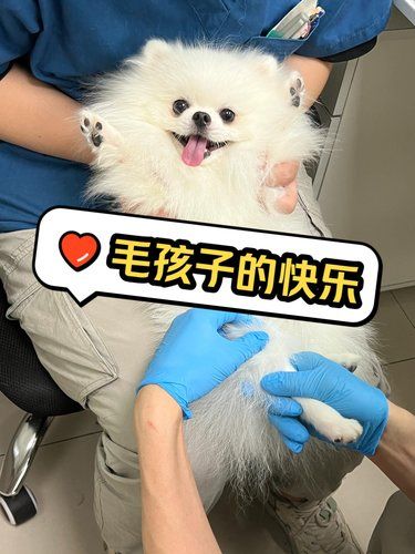 赛那动物医院：东阳街上的宠物健康守护者 