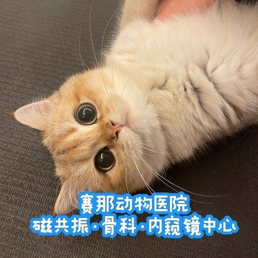 赛那宠物医院：技术与品牌的双重保障