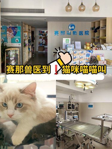 猫不叫人不笑，带到赛那瞧一瞧❗️