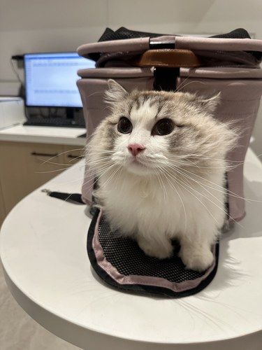 让我看看是谁的猫猫这么乖呀