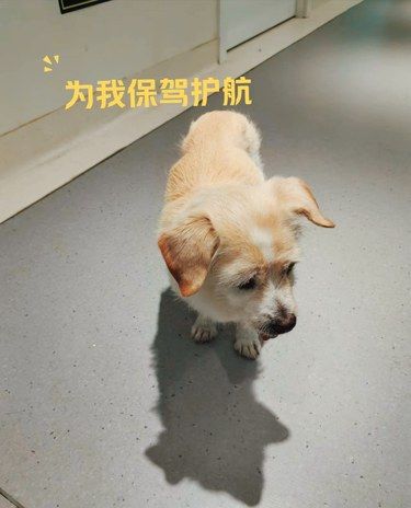 快乐宠物家[爱心]