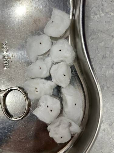 小蜱虫，哪里跑！ 