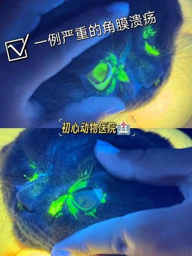 揭秘眼睛背后的故事