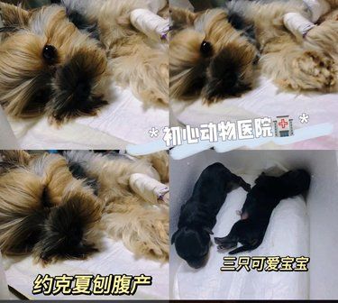 难产奇迹小英雄， 约克夏宝贝