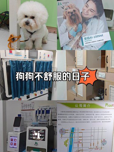 狗狗不舒服的日子