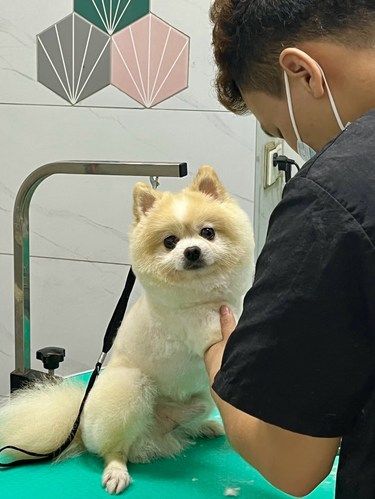 带狗狗来宠物医院检查身体啦！！！