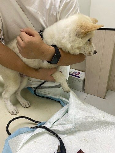 给小糯米来做个小体检啦～～