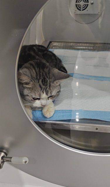 医院里的猫咪日常