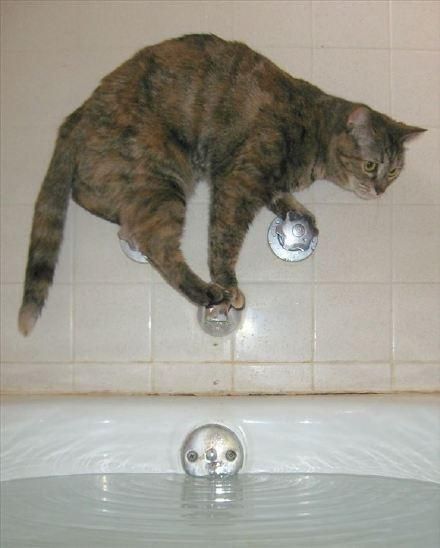 每只猫都是体操和平衡木高手！哪里都能站住脚！橘猫看到哭了