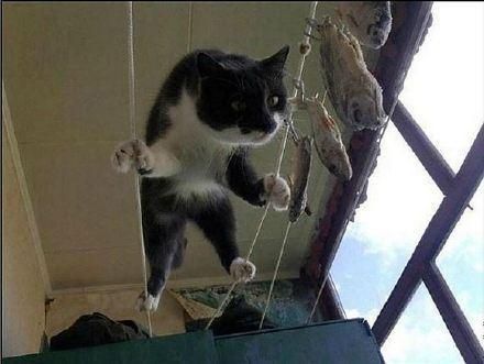 每只猫都是体操和平衡木高手！哪里都能站住脚！橘猫看到哭了