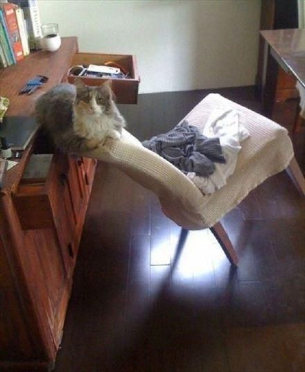 每只猫都是体操和平衡木高手！哪里都能站住脚！橘猫看到哭了
