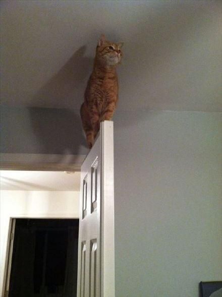 每只猫都是体操和平衡木高手！哪里都能站住脚！橘猫看到哭了