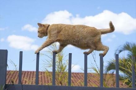 每只猫都是体操和平衡木高手！哪里都能站住脚！橘猫看到哭了