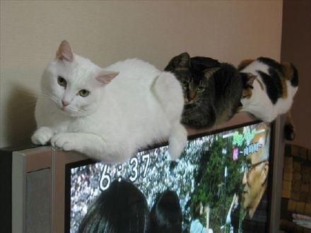 每只猫都是体操和平衡木高手！哪里都能站住脚！橘猫看到哭了