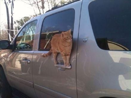 每只猫都是体操和平衡木高手！哪里都能站住脚！橘猫看到哭了