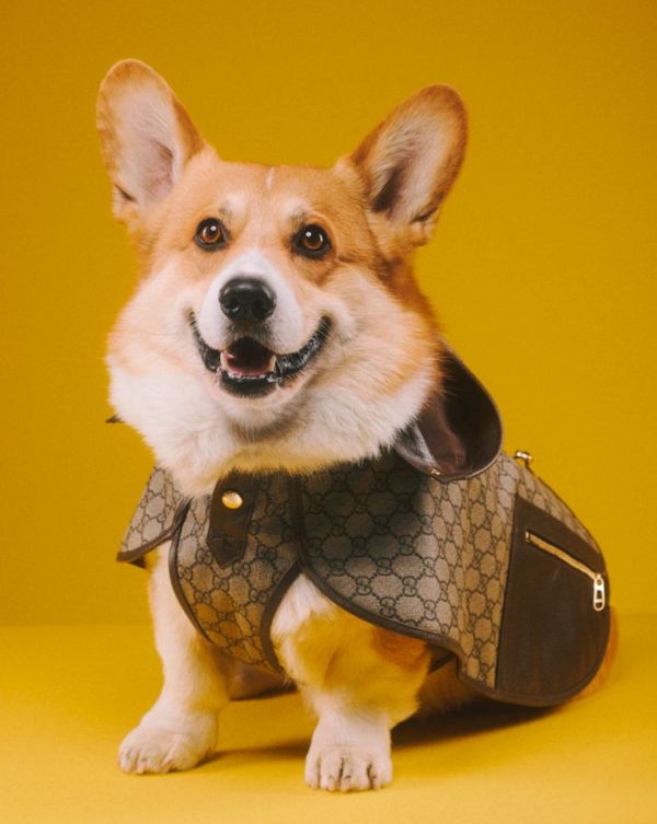 gucci