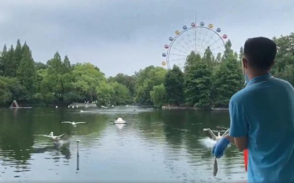 鹈鹕飞翔.jpg