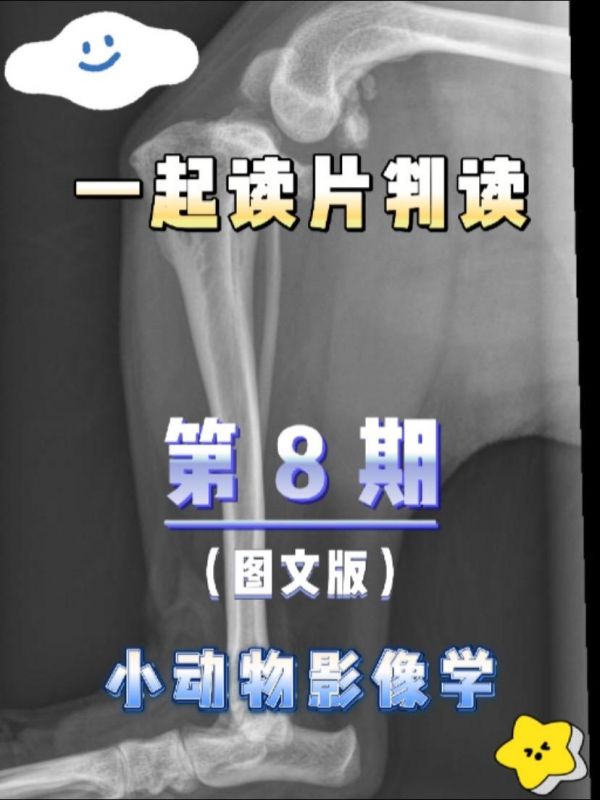 第8集:【犬猫X线判读·图文】第⑧期:11岁的犬。左后肢跛行3-4 个月。 #你的判读是什么?#犬猫影像判读 【发现】 1. 胫骨近端移位至股骨髁(胫骨推力)。平滑的骨增生和重塑导致双侧胫骨平台的尾端伸长。滑车沟浅,双髌骨向内侧移位。有轻度囊内软组织肿胀和关节周围新骨形成。 2. 两侧胫骨近端向内旋转。有许多骨体与外侧豆瓣相连。 【诊断】 与慢性前十字韧带断裂、内侧髌骨脱位、多发外侧腓骨和轻度双侧膝关节退行性疾病一致。