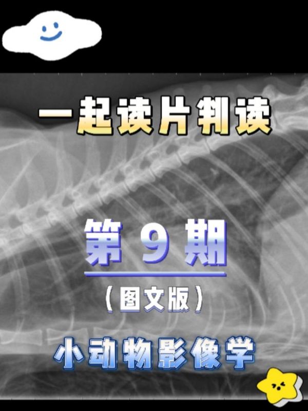 第9集:【犬猫 X 线判读·图文】第 ⑨期:一只12岁已绝育母猫,间歇性发热、呕吐。 你的发现是什么?#犬猫影像诊断 #犬猫x线判读 【发现】 1. 体壁上有中等的毛发伪影。心脏轮廓增大,稍微呈圆形。 2. 随着肺叶和胸膜裂线的收缩,胸膜间隙的不透明度增加。肺血管轻度扩张。 3. 腹背位右侧尾侧肺叶间质增多。腹膜细节丢失。 【鉴别诊断】 ▫️心脏肥大——心包积液、心肌病、血容量过多 ▫️胸腔积液 – 漏出液、渗出液、乳糜、出血 【诊断】 1. 超声心动图显示明显心包积液。 2. 脾脏抽吸显示怀疑患有淋巴瘤。没有进行进一步的检查。