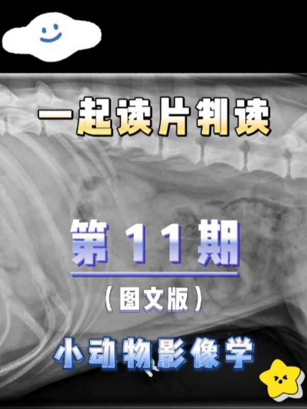 第11集:【犬猫 X 线判读·图文】第11 期:一只 6 岁犬,出现间歇性呕吐、食欲下降和高钙血症#小动物x #宠物x读片判读 你的判读是什么? 【发现】 腹部头背、胃尾部存在圆形、边界不清的软组织肿块。存在占位效应,导致胃受压和右肾尾部移位。脾脏轻度肿大。未观察到胃肠道异常,浆膜细节正常。 【鉴别诊断】 1. 右腹部前端肿块;可能的起源组织包括肝脏、胰腺、胃肠道或淋巴结 2. 轻度脾肿大 3. 建议腹部超声进一步评估 【诊断】 胰腺区域的腹部癌(可能是神经内分泌癌),伴有多发性肝转移