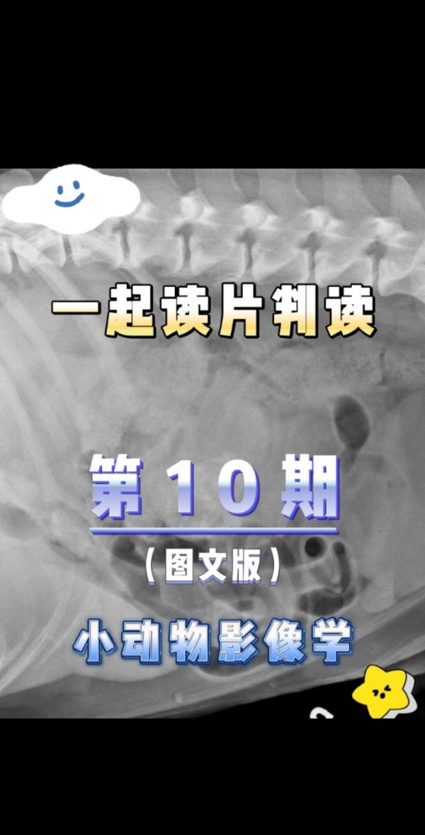 第10集:【犬猫X线判读·图文】第⑩期:今天的病例是一只患有四肢瘫痪和共济失调的 12的犬。 你的判读是什么?#你的判读是什么#小动物读片判读 【发现】 背侧和左中腹部局部细节较差。细节不佳是由具有非钙化区域的软组织块造成的。肿块占据左肾区域,看不到正常的左肾。该肿块代表左肾的局灶性增大。在 v/d 投影上,结肠向内侧移位。肝脏中度肿大 【鉴别诊断】 原发性肿瘤 转移性肿瘤 肉芽肿 【诊断】 并发原发性肾癌和骨肉瘤(组织病理学证实)