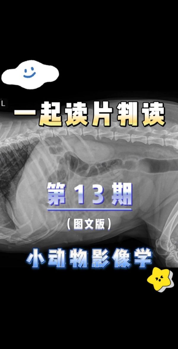 第13集:【犬猫 X 线判读·图文】第⑬期:11 岁的雌性牧羊犬。厌食 4 天。昨天呕吐,腹泻 2 天。#犬猫X片判读 1 .影像所见? 2.影像提示? 【发现】 腹部:浆膜细节足以满足患者的年龄和身体状况评分。肝脏在正常范围内。脾脏在正常范围内。两个肾脏都正常。没有肾上腺改变的证据。膀胱在正常范围内。有中度子宫增大,整个子宫都充满液体。胃肠道在正常范围内。没有游离流体、游离气体或质量效应的证据。总体而言,腹部的其余部分无明显异常。胸椎、TL 和腰骶交界处水平的偶发腹侧脊柱病。 【诊断】 子宫增大。考虑子宫蓄脓,肿瘤形成的可能性较小。