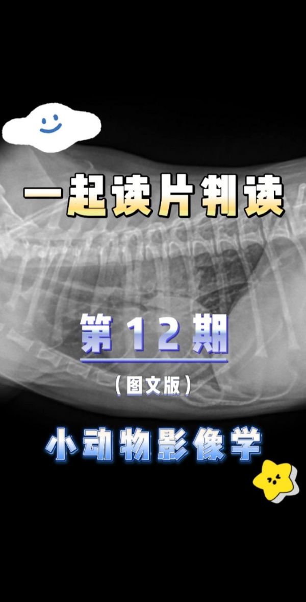 第12集:【犬猫 X 线判读·图文】第 ⑪期:雄性西施大。年龄不详。出现呕吐和厌食。检查时右胸喘息。 你的诊断是什么? 【发现】 胸内中段食管腔内见一卵形软组织影,直径3cm。食道是充满气体的。肺实质和心血管结构在正常范围内。胃管上方有一个尖锐的2厘米骨碎片。肌肉骨骼系统无明显异常, 【诊断】 食道异物。目前没有吸人性肺炎的证据。胃中的骨质异物。