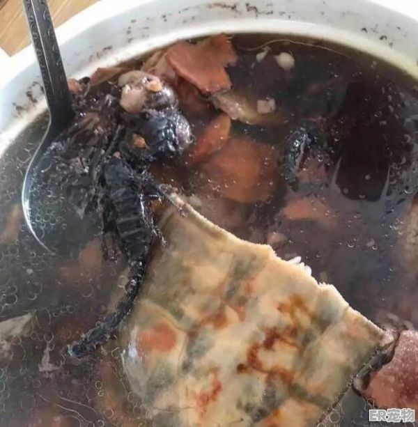 乌龟爪子太尖能剪吗，宠物龟爪子的危害