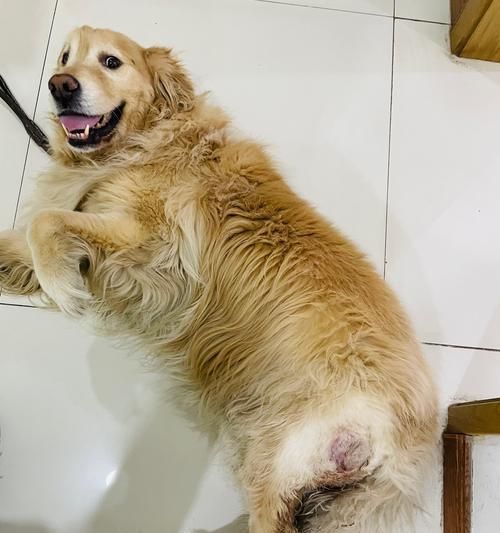 狗狗肿瘤手术后的全方位护理（如何给你的宠物提供最好的护理）