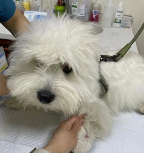 狗狗肿瘤手术后的全方位护理（如何给你的宠物提供最好的护理）