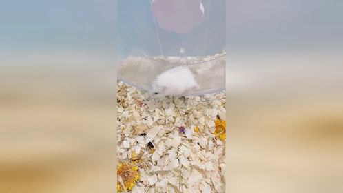 日常锻个炼