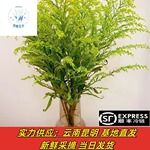 黄莺配花配草配叶真花批发云南昆明基地批发花店团购供货摆地摊