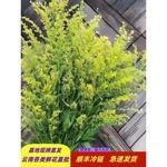 黄莺配花配草配叶真花云南昆明基地花店团购供货摆地摊婚庆布置