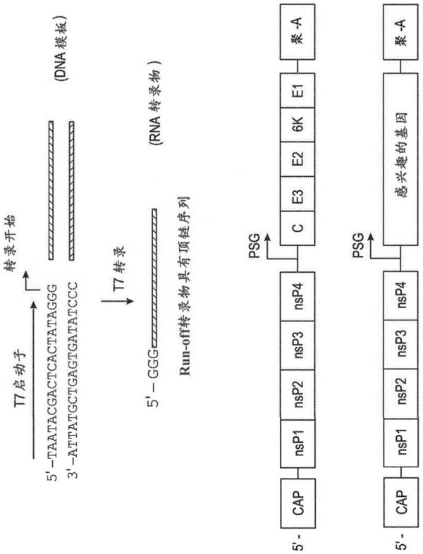 微针组合物及其使用方法与流程