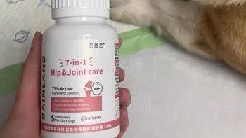 宠物关节养护：守护泰迪犬的每一步