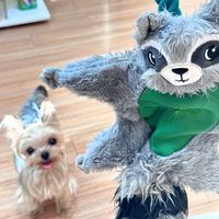 All for Paws狗狗磨牙毛绒玩具